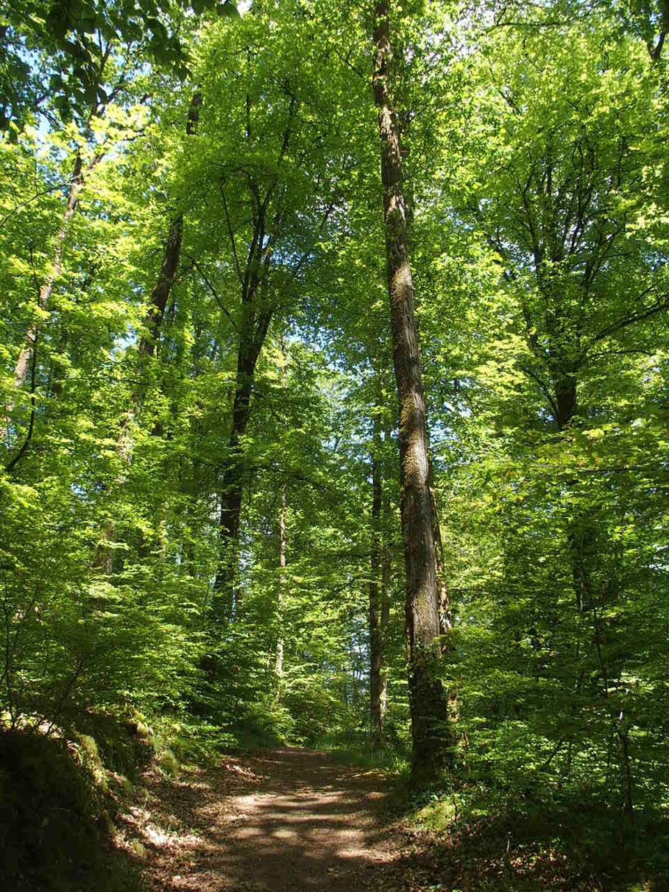 Aucune photo pour cette étape.